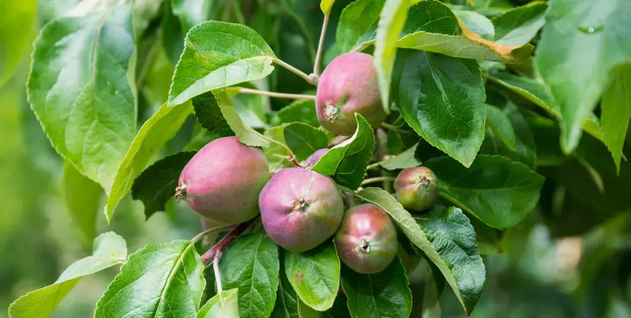 Junge Äpfel am Baum, die auf den Einsatz von Spritzmittel gegen Apfelwickler warten, um vor Schädlingen geschützt zu werden.