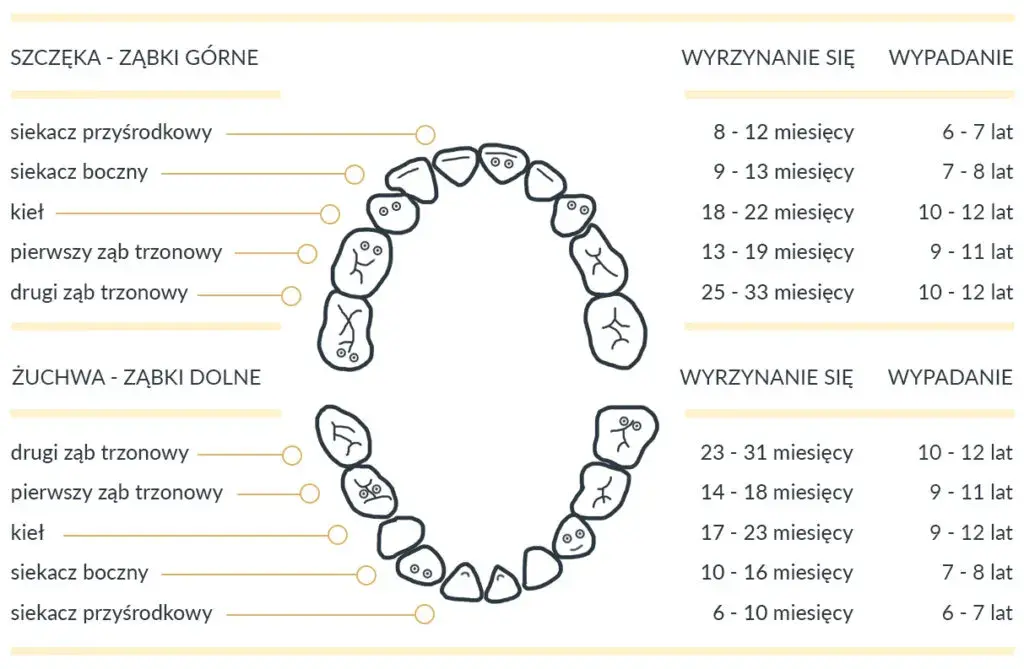 Ile zębów ma człowiek? Od mlecznych do stałych poznaj fakty