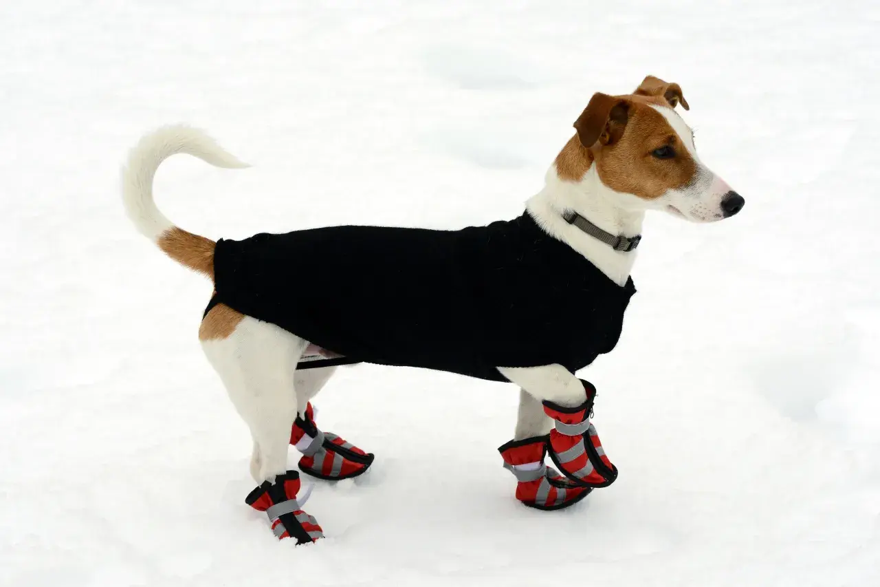 Jack Russell Terrier im schwarzen Pullover und roten Hundeschuhen im Schnee. Der Hund friert und schaut nach rechts.