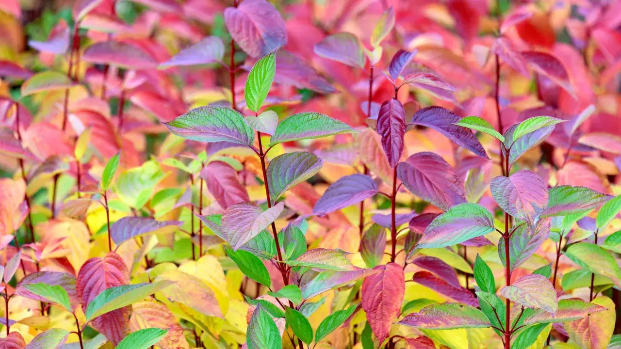 Bunte Blätter eines Hartriegels, bereit zum Schneiden. Die Farben reichen von Grün über Lila bis zu leuchtendem Rot und Gelb.