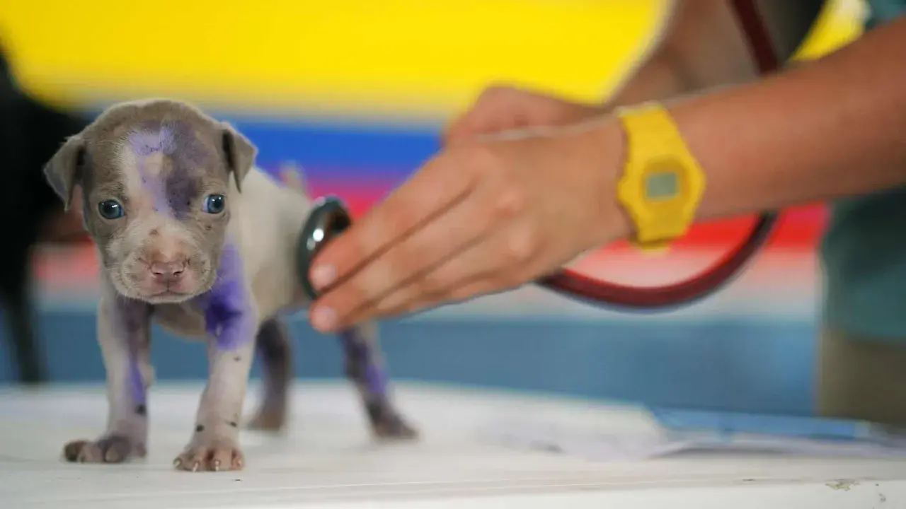 Un cachorro con marcas moradas es examinado con un estetoscopio. A veces, los perros lloran, pero este parece curioso.