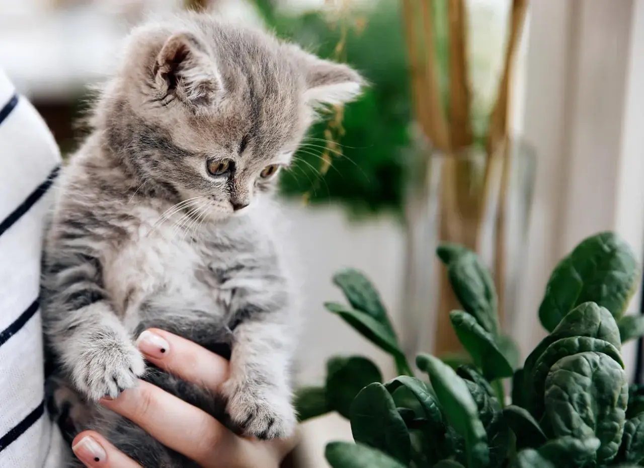 A fluffy kitten looks curiously at a potted spinach plant, prompting the question: can cats eat spinach?