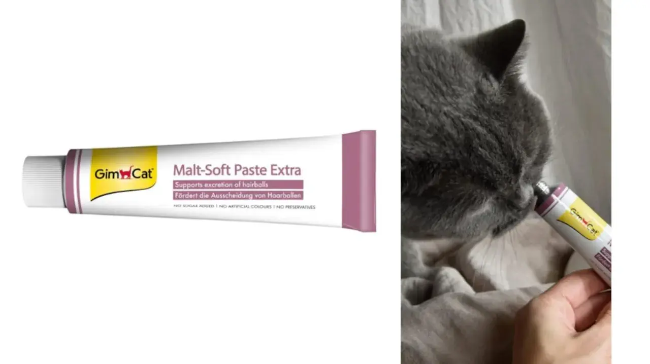 Gato gris lamiendo pasta de malta Gim Cat. Esta malta para gatos sirve para ayudar a la expulsión de bolas de pelo.