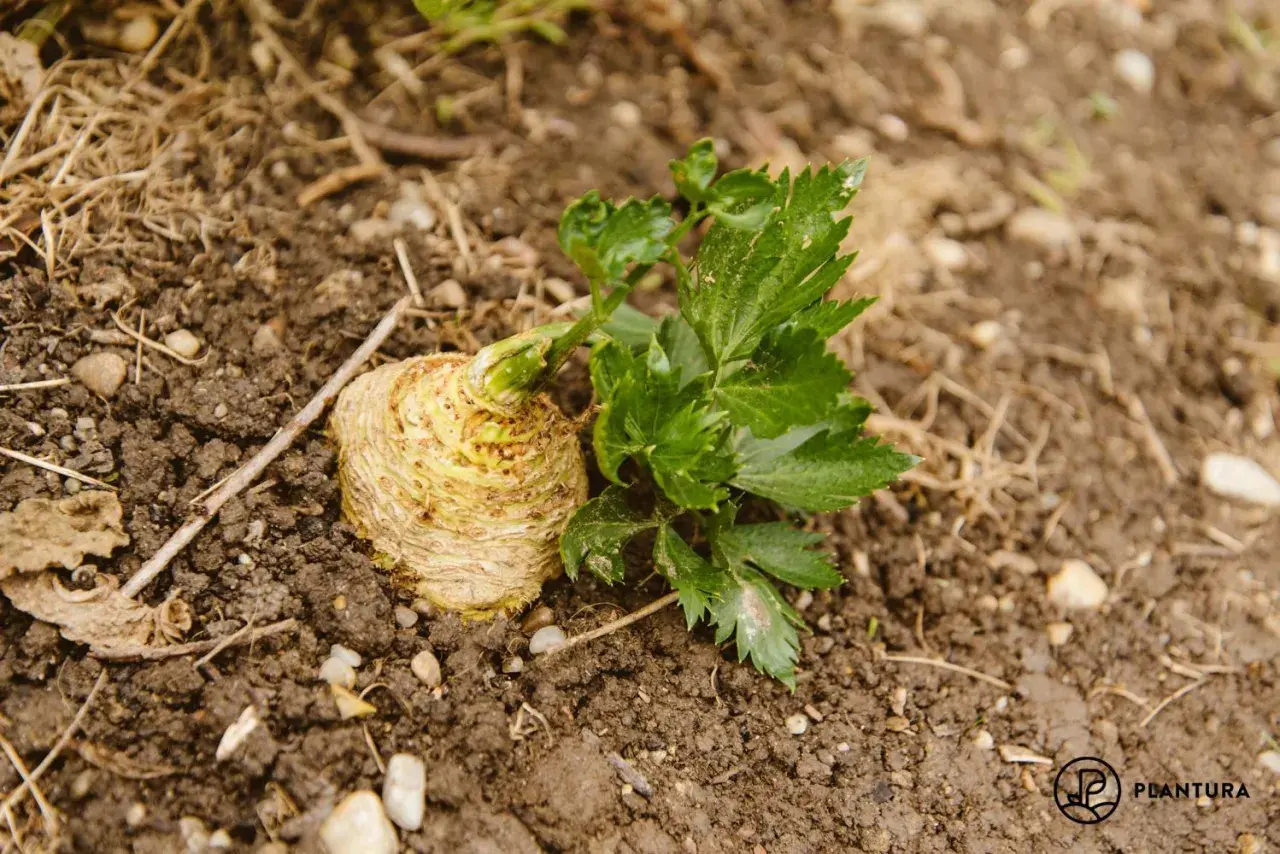 Ein frisch geernteter Knollensellerie mit grünen Blättern liegt auf feuchter Erde. Sellerie pflanzen sind eine gesunde Bereicherung für jeden Garten.