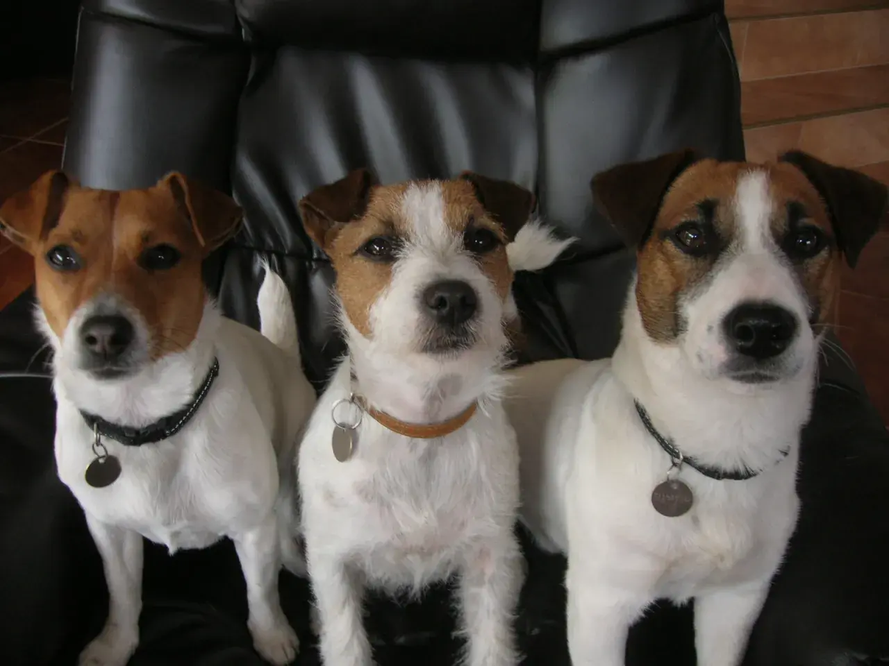 Trzy urocze jack russell terierki, dwa psy i jedna suka, siedzą obok siebie na czarnej kanapie.