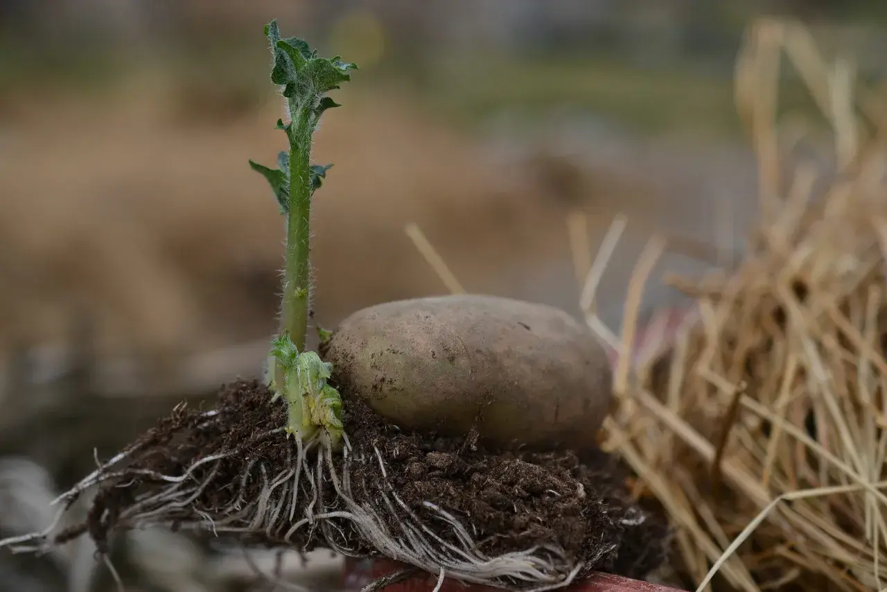 En potatis i pallkrage med en grodd som sträcker sig mot ljuset och ett nätverk av rötter som förankrar den i jorden.