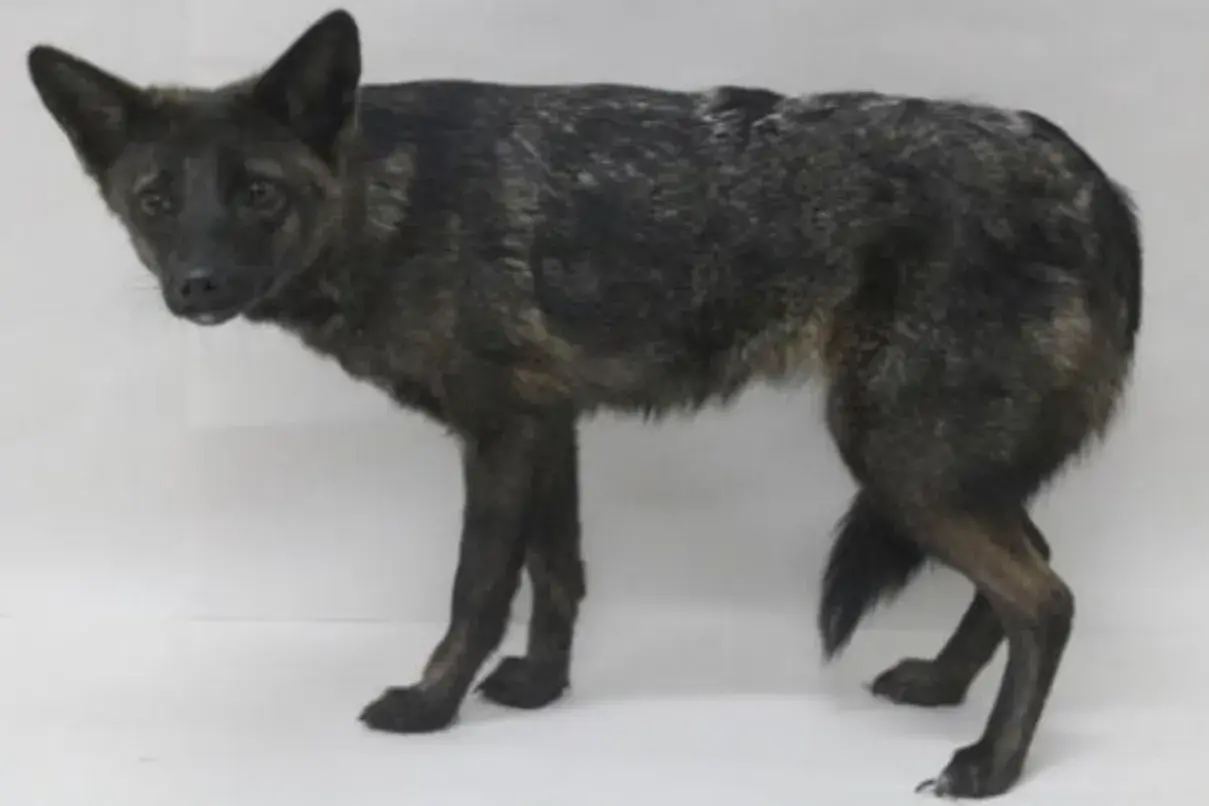 A brindle dog stands alert, its fur a mix of dark and lighter streaks. This canine, like all dogs, has 78 chromosomes.