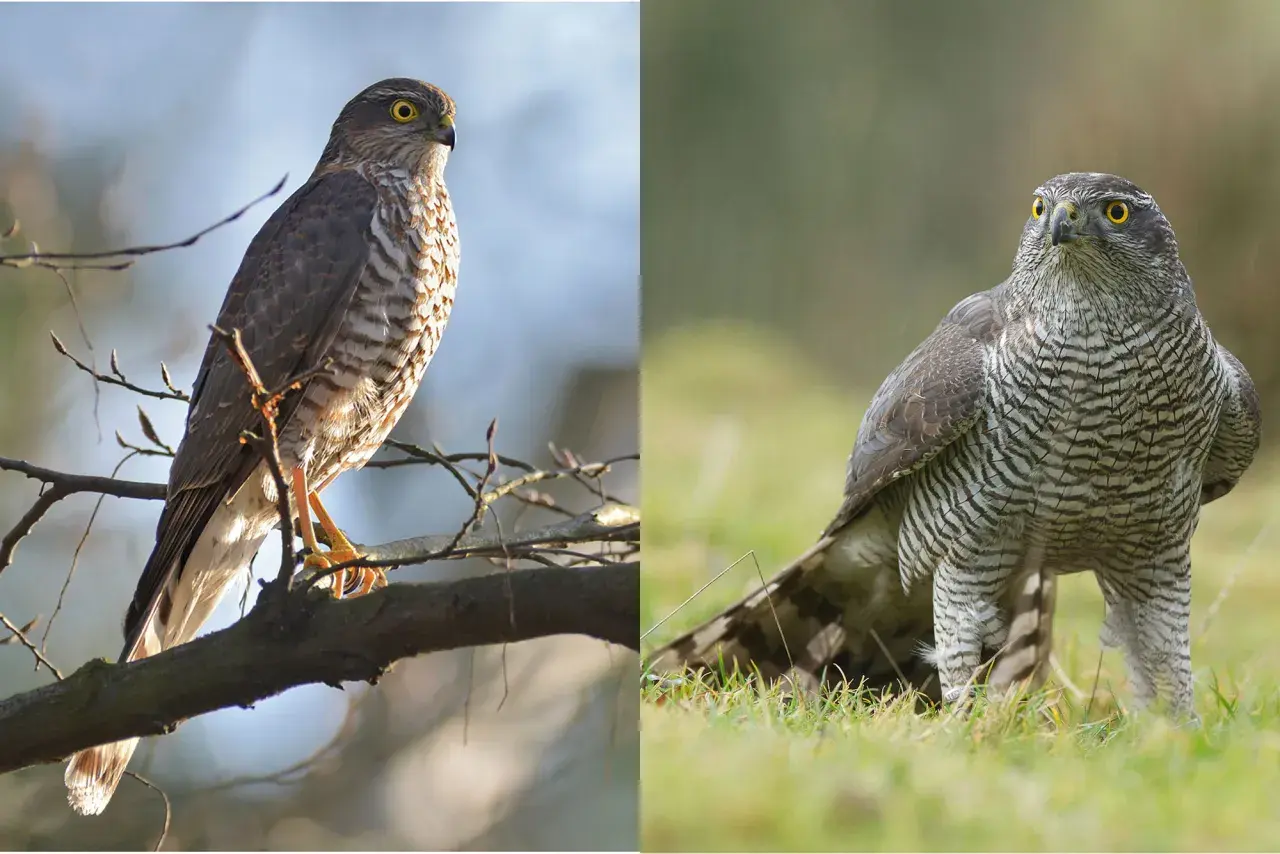 Zwei Greifvögel: links ein Sperber auf einem Ast, rechts ein Habicht im Gras.