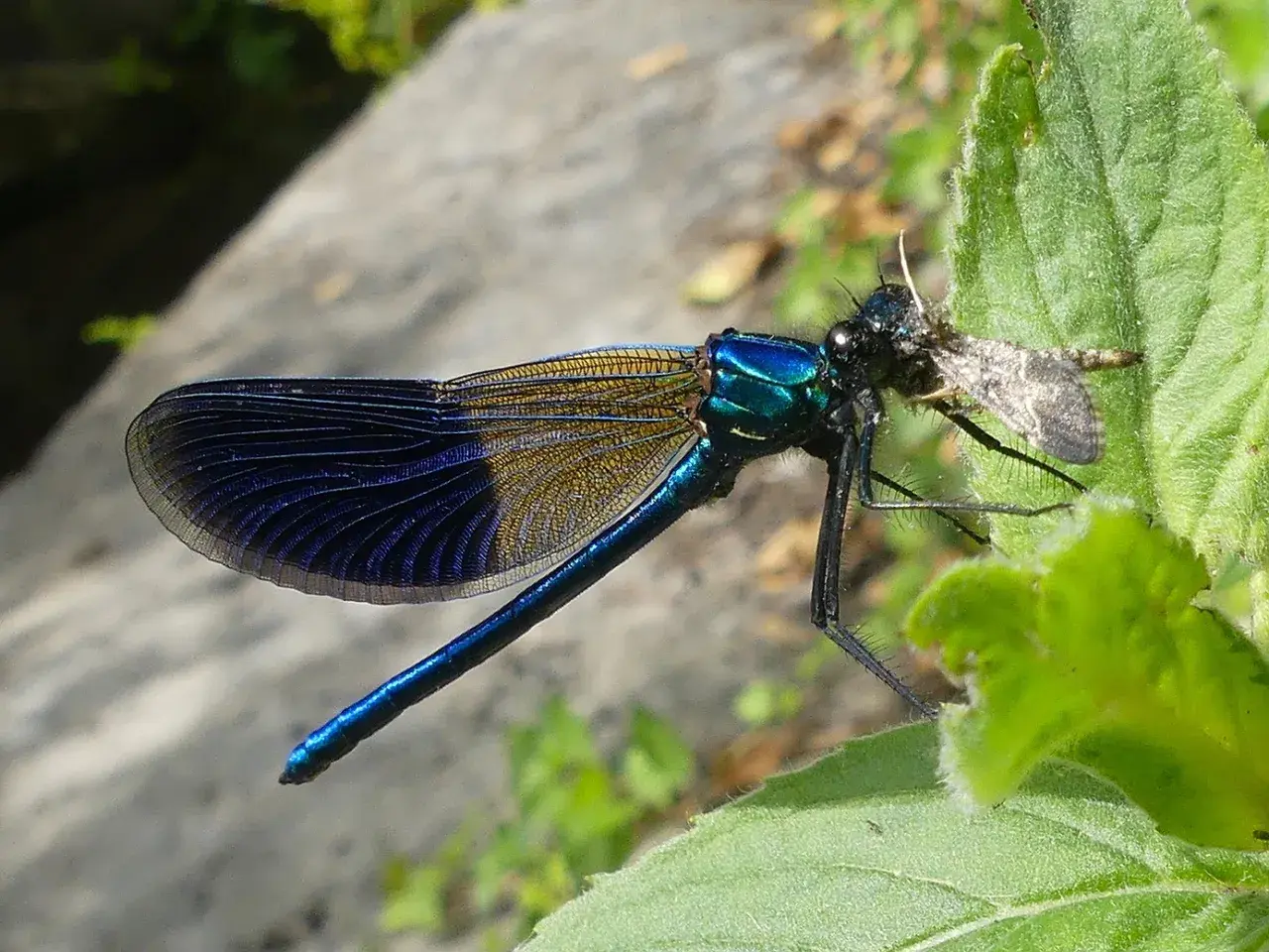 Eine schillernde schwarze Libelle mit blauen Flügeln fängt eine kleine Beute auf einem grünen Blatt.