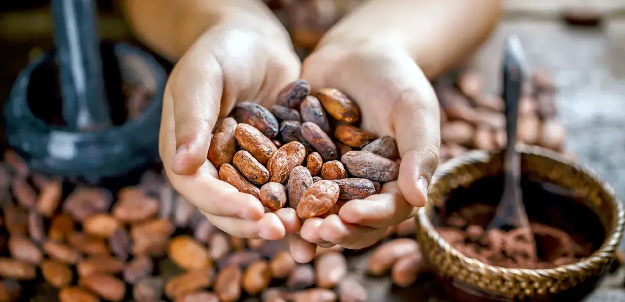 Mani che raccolgono fave di cacao, pronte per gustose ricette. Sullo sfondo, un mortaio e una ciotola con cacao in polvere.