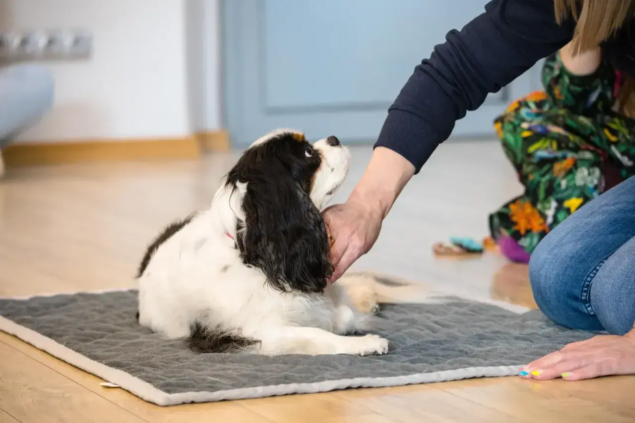 Cavalier King Charles Spaniel leży na macie, a jego opiekun delikatnie głaszcze go po głowie, stosując techniki Tellington Ttouch.