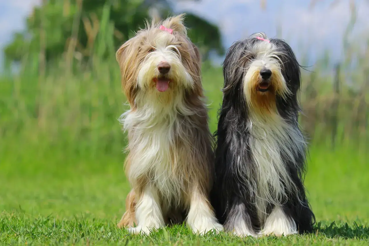 Zwei Bearded Collies sitzen im Gras. Einer ist hellbraun und weiß, der andere schwarz und weiß. Beide haben rosa Schleifen im Fell.