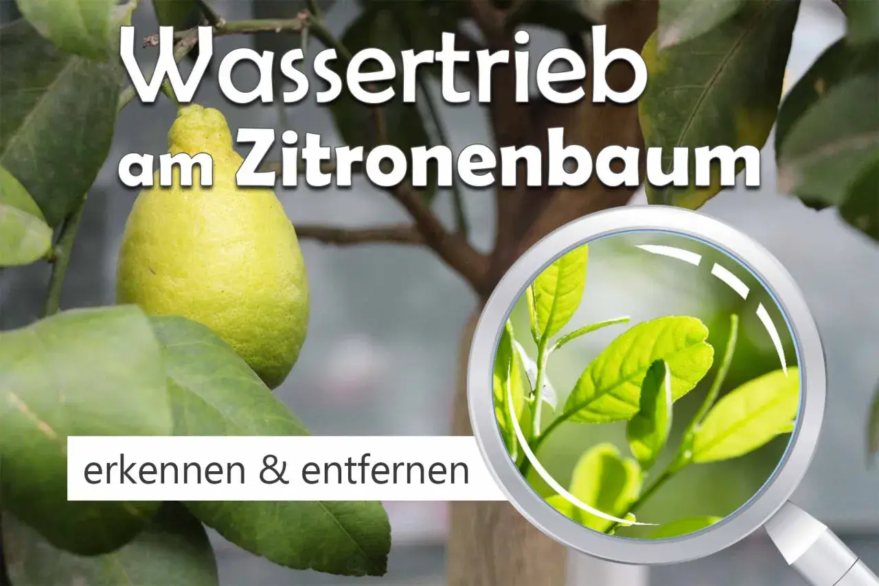 Wassertriebe am Zitronenbaum erkennen und entfernen. Nahaufnahme von jungen, hellgrünen Blättern unter einer Lupe.