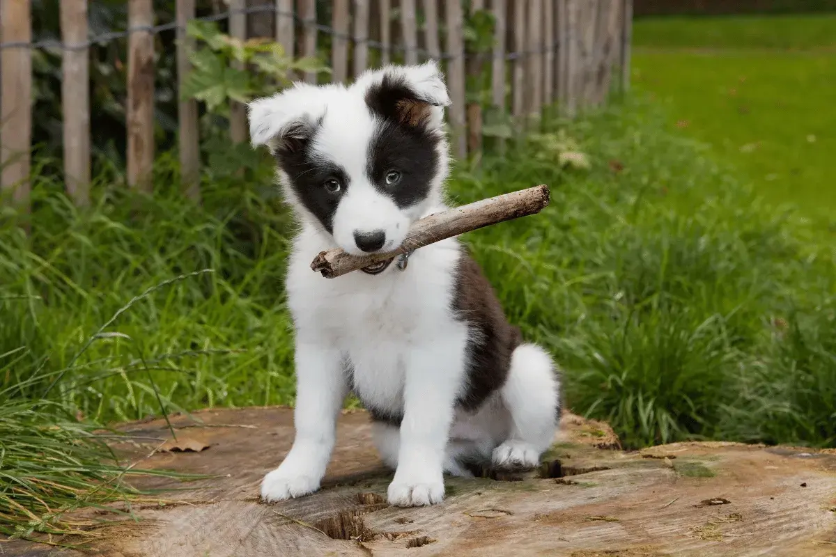Jak karmić szczeniaka border collie? Dieta i porcje od A do Z