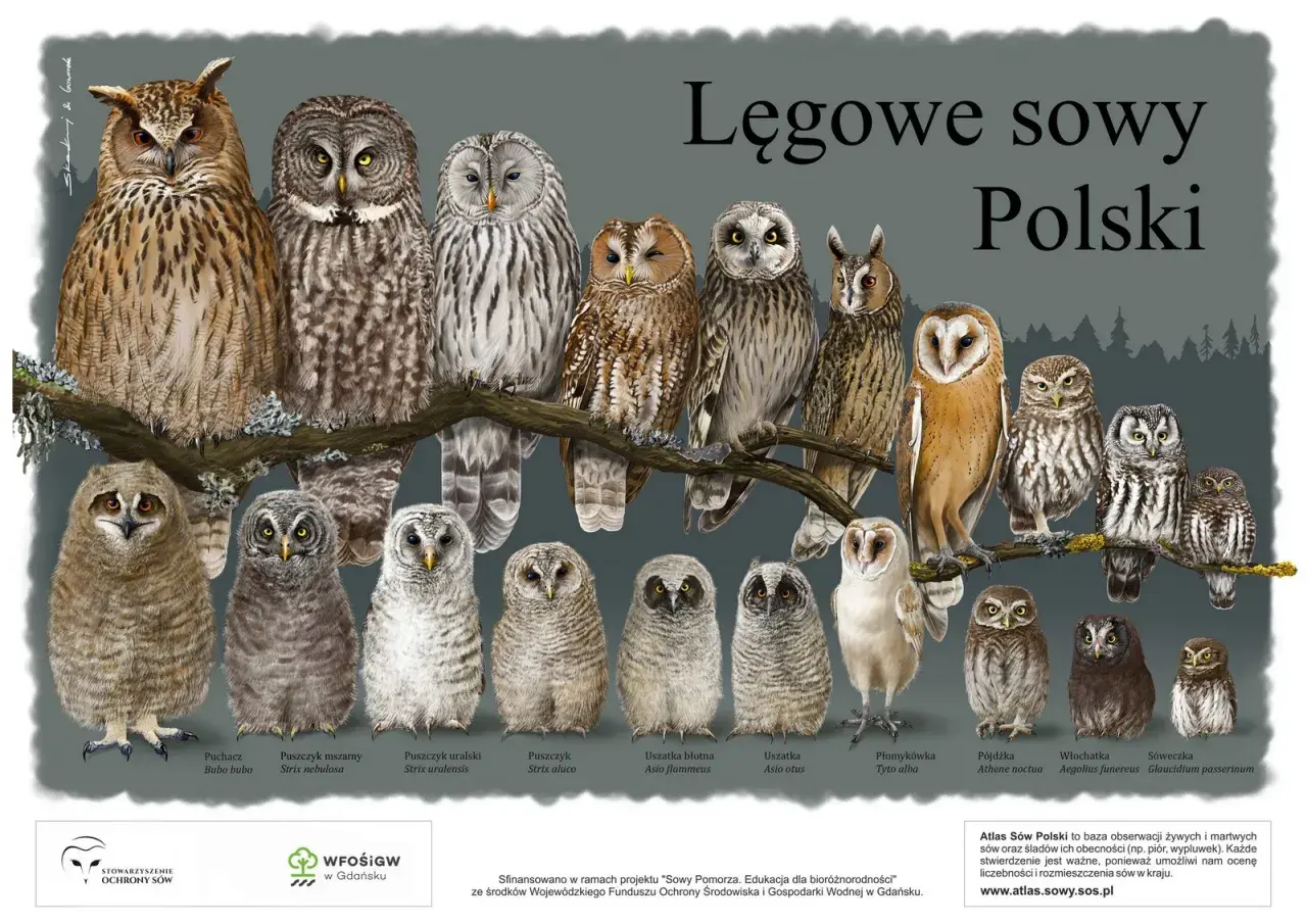 Ilustracja przedstawia różne gatunki sów występujących w Polsce, od puchacza po sóweczkę.