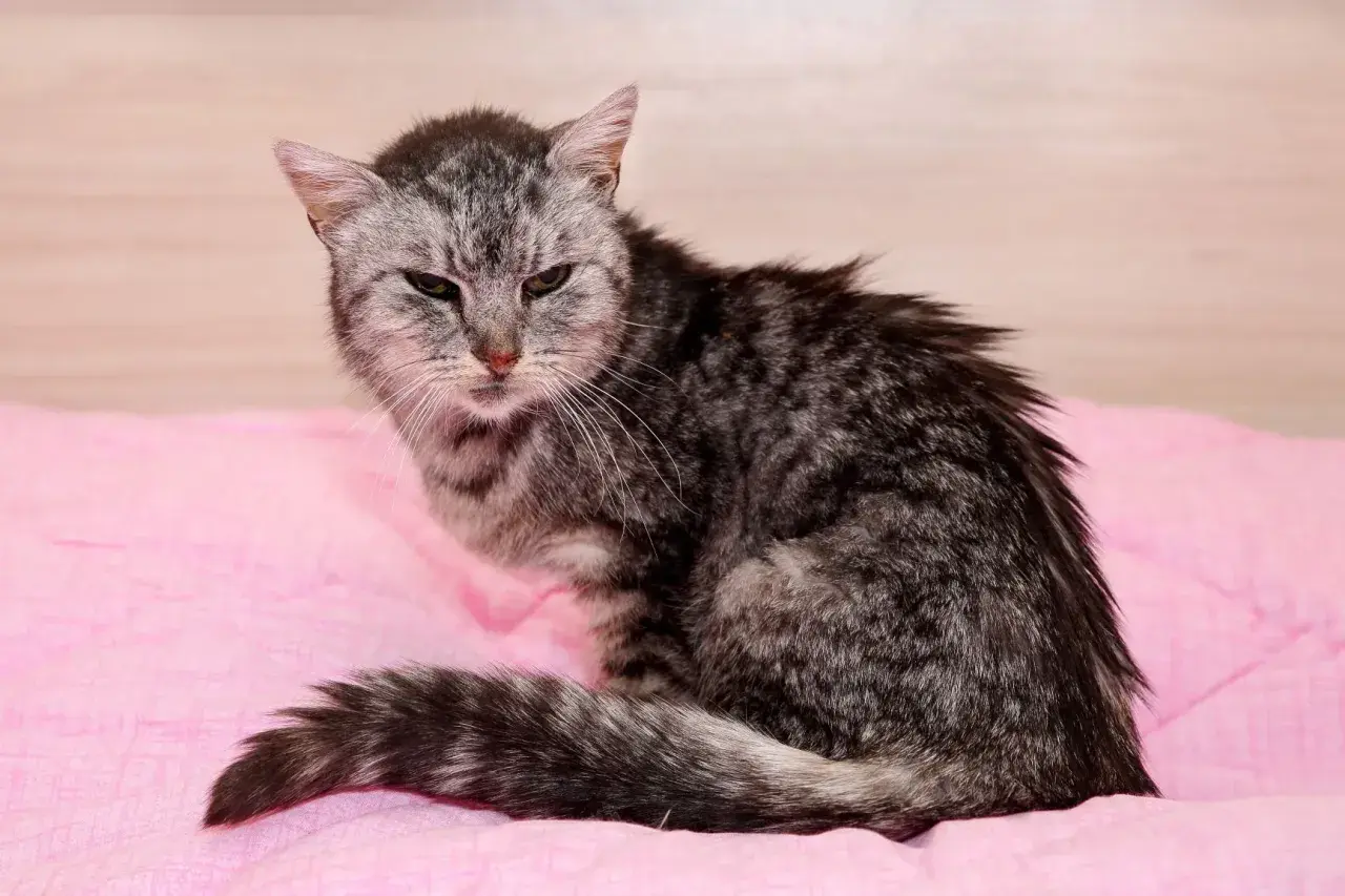 Eine alte Katze, die knochig wirkt, sitzt auf einer rosafarbenen Decke. Ihr Fell ist grau getigert und wirkt etwas struppig.