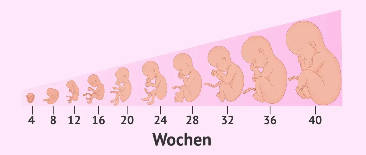 Die Darstellung zeigt die Embryo Entwicklung von Woche 4 bis 40. Von einer kleinen Form bis zum voll entwickelten Baby.