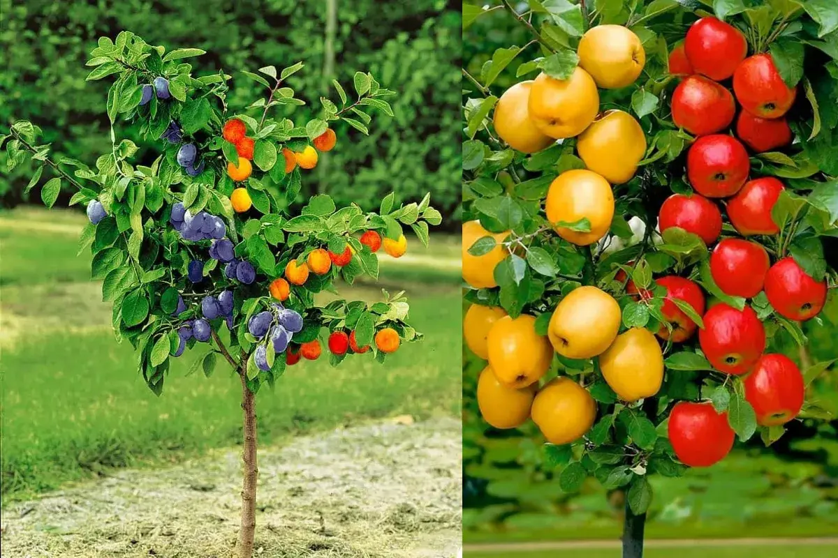 Kolumnowe drzewa owocowe producenta oferuje śliwki i jabłka.