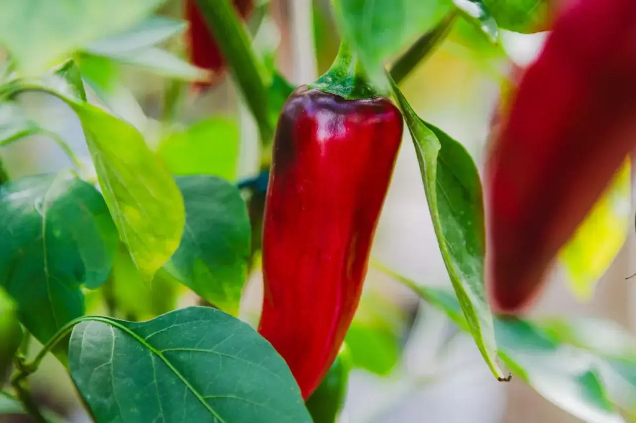 En röd chilipeppar hänger på en gren bland gröna blad. En av många chili sorter som växer i trädgården.