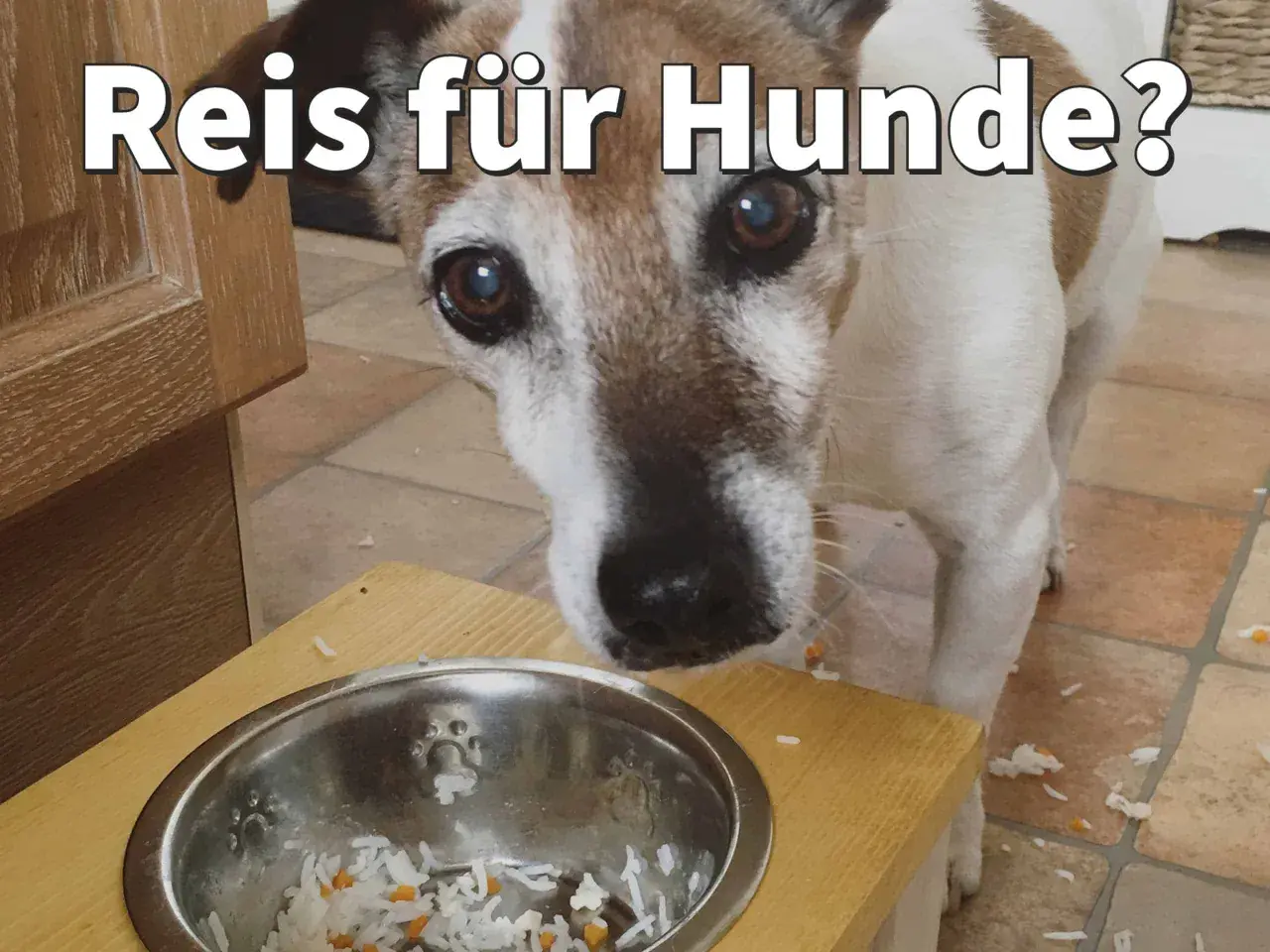 Ein Hund schaut neugierig auf eine Schüssel mit Reis. Darf ein Hund Reis essen?