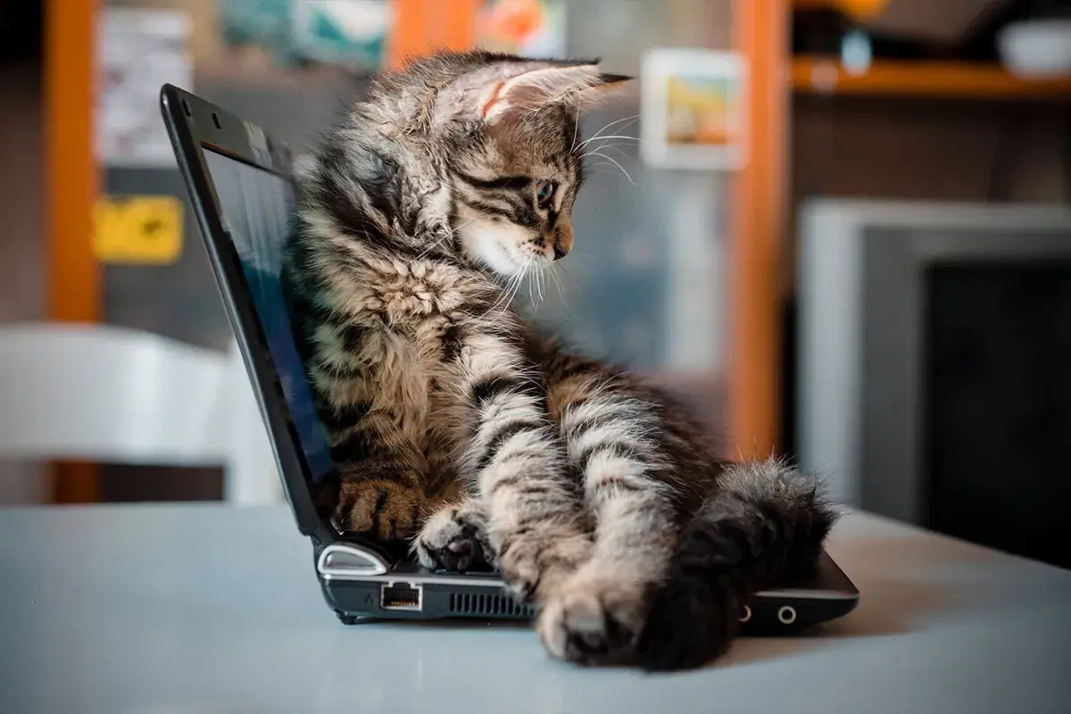 Mały, pręgowany kotek siedzi na otwartym laptopie, jakby był jednym z tych znanych kotów z internetu.