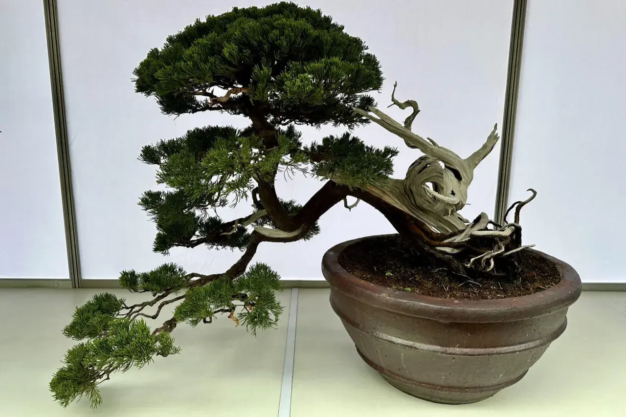 Piękne drzewko bonsai z tui, z wygiętym pniem i żywicznymi detalami. Inspiracja, jak zrobić drzewko bonsai z tui.