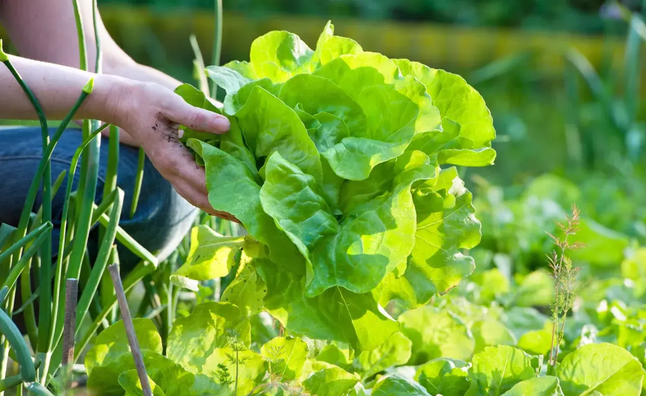 Hände ernten einen frischen, grünen Kopfsalat im Garten.