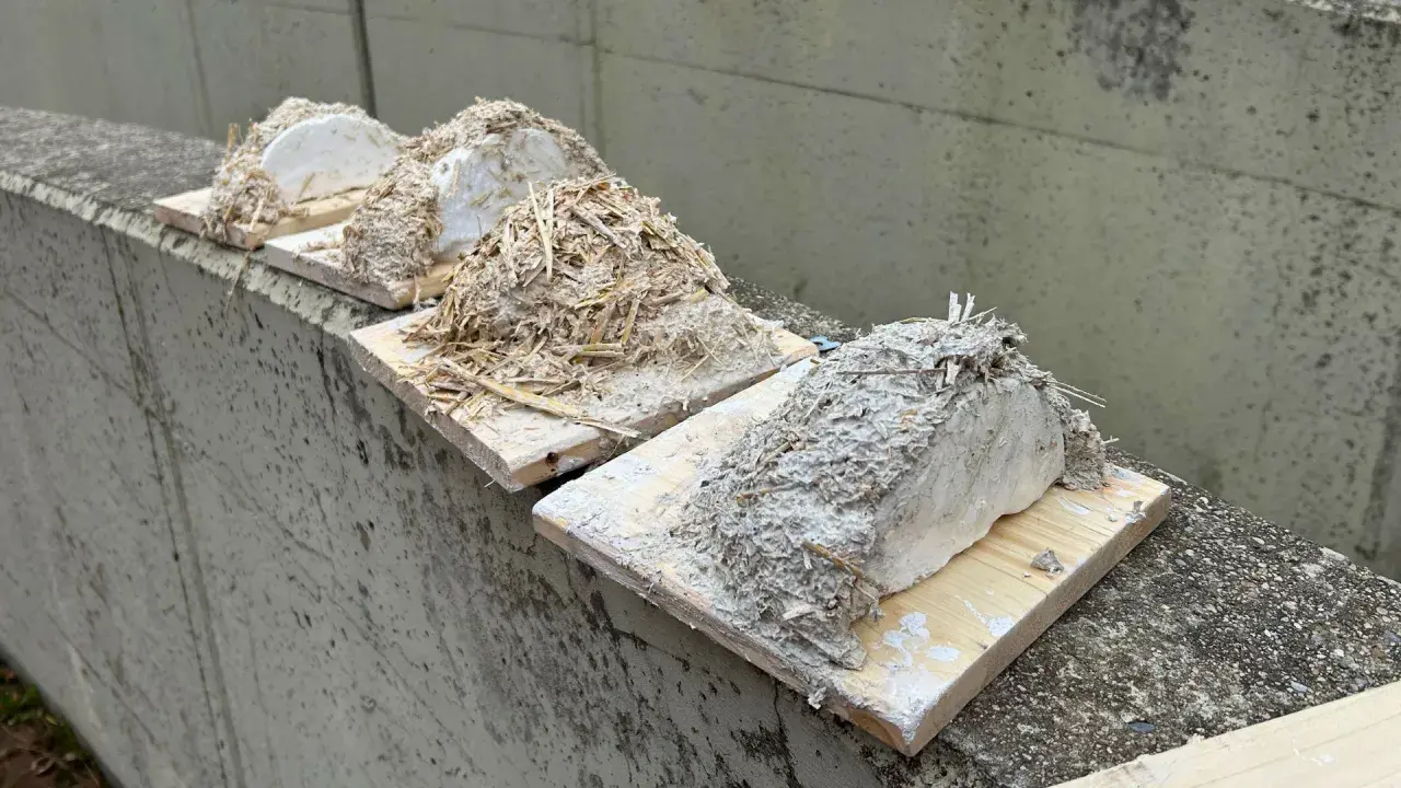Vier provisorische Schwalbennester aus Lehm und Stroh, bereit zum Schwalbennest bauen.