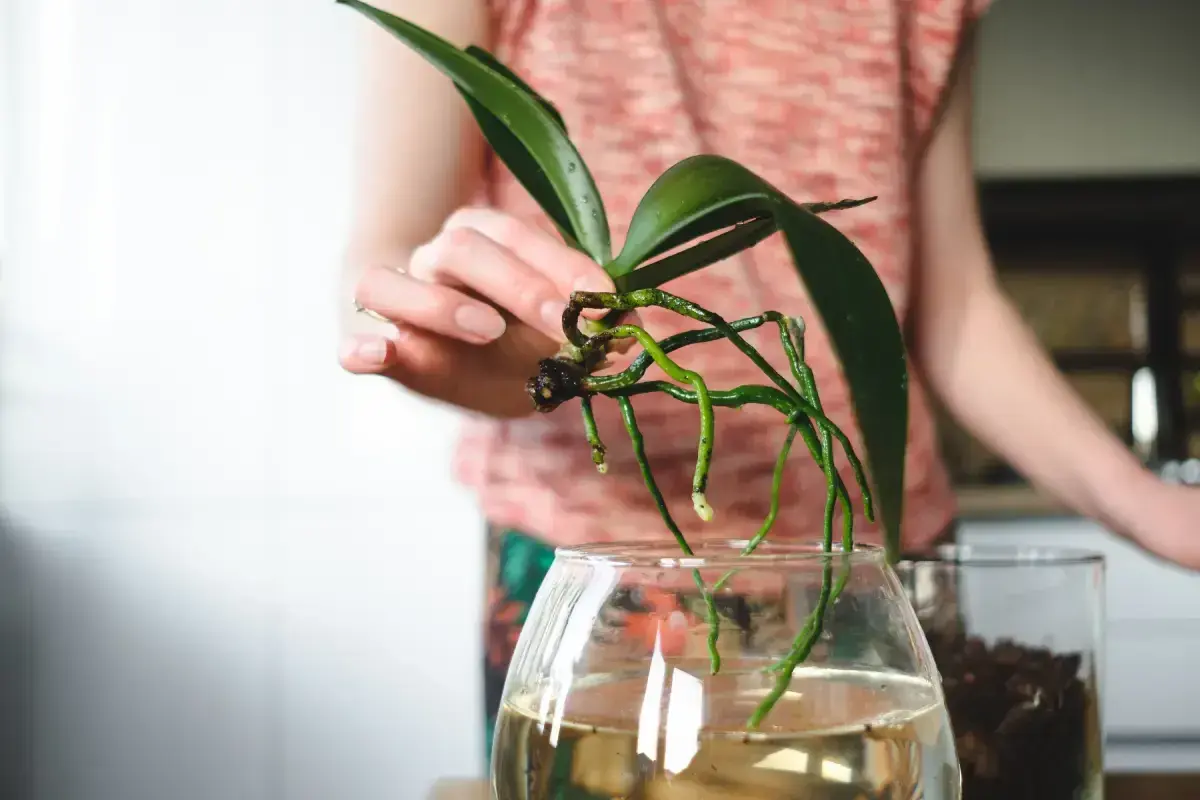 Orchideen im Glas ohne Erde: Eine Hand hält eine Orchidee mit grünen Wurzeln über einem Glas Wasser.