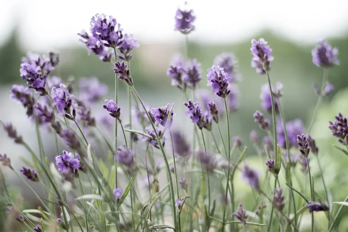 Delikatne fioletowe kwiaty lawendy angustifolia, kwitnące w słońcu. Uprawa tej aromatycznej rośliny przynosi spokój.