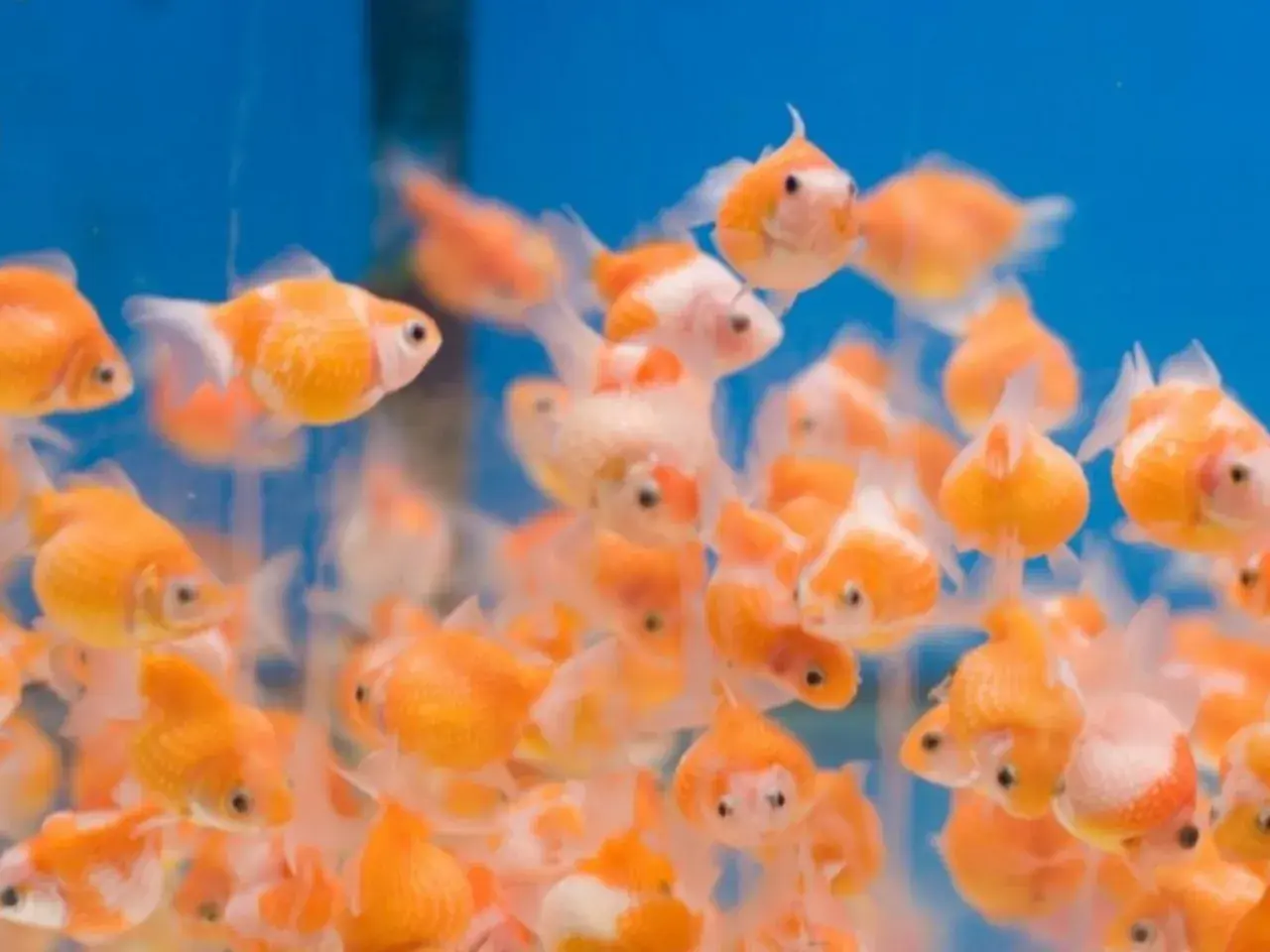 Un cardumen de peces dorados nadando en un acuario azul. Es como soñar con peces de colores, llenando la pantalla de vida y brillo.