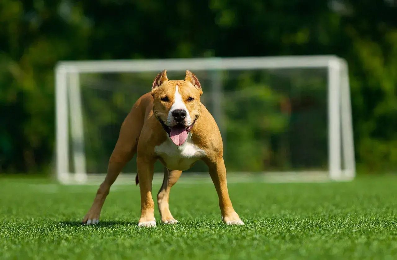 Silny amstaff o brązowej sierści i białej klatce piersiowej stoi na zielonej trawie, z językiem na wierzchu. W tle widać bramkę piłkarską.