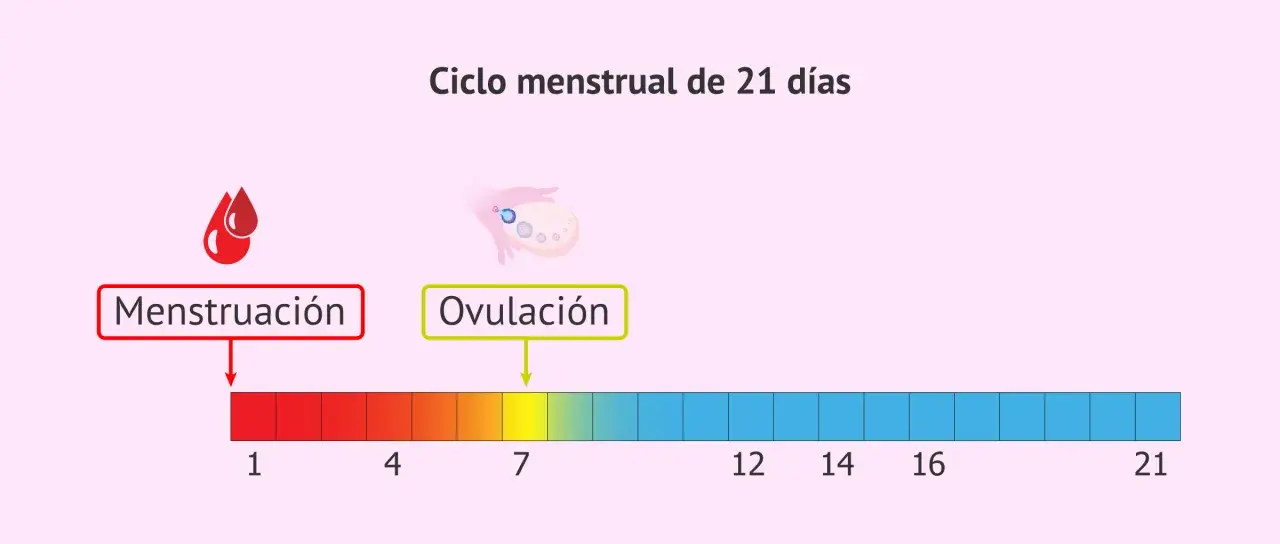 Ciclo menstrual de 21 días. La menstruación y ovulación son clave. ¿Sabías que te puedes quedar embarazada con la regla?