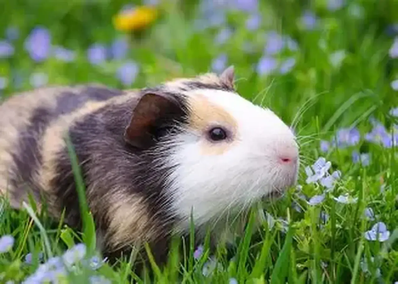 Un cochon d'Inde aux poils rayés, blanc et brun, se promène dans l'herbe verte parsemée de petites fleurs bleues. Il semble en bonne santé, sans signe d'eczéma.
