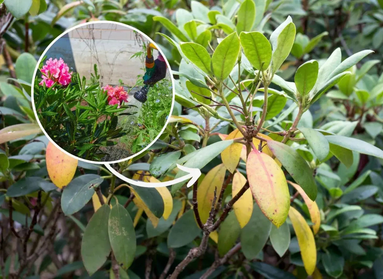 Miedzian na rododendrony. W okręgu widać różowe kwiaty rododendronów, na które pada strumień wody z węża.
