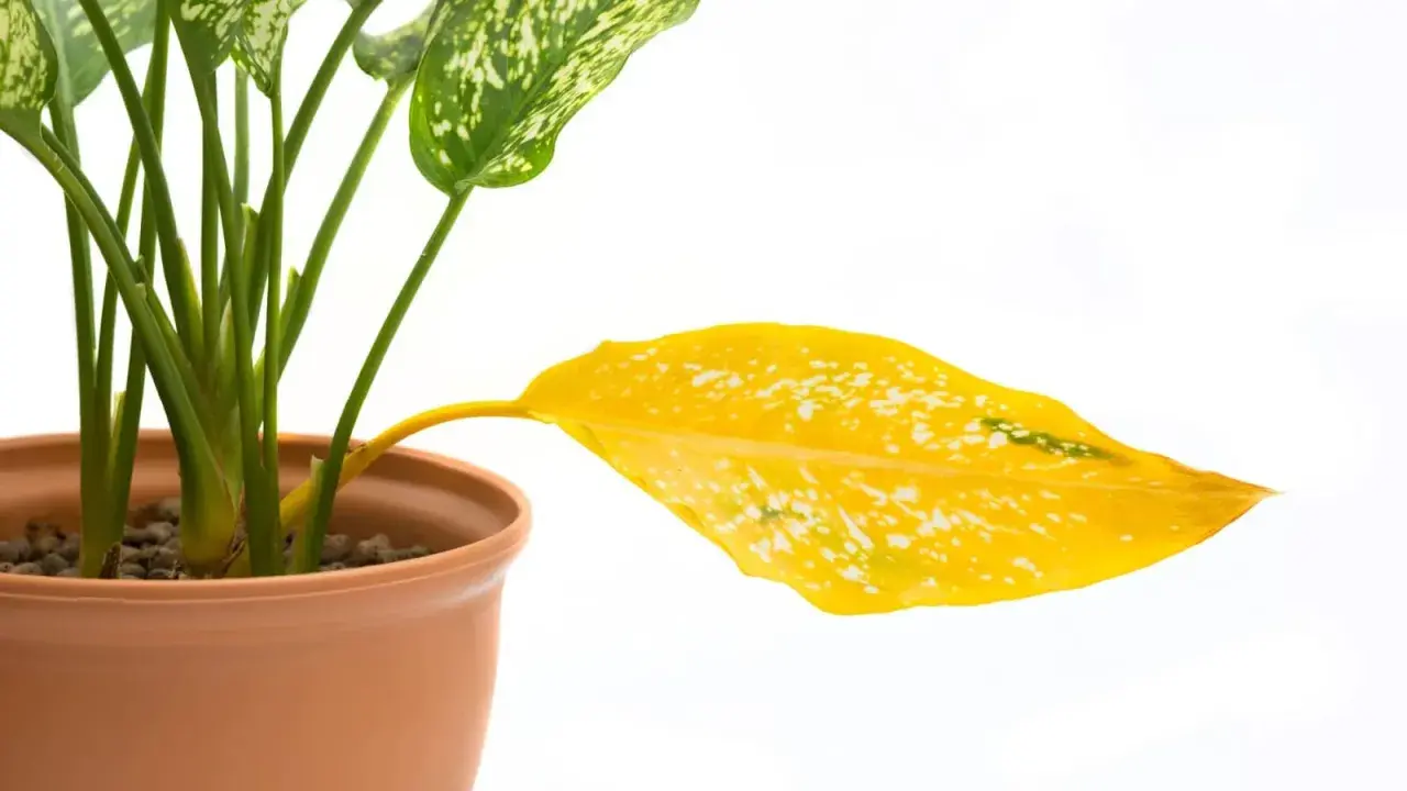 Aglaonema z żółtymi liśćmi, jeden liść całkowicie żółty, na białym tle.
