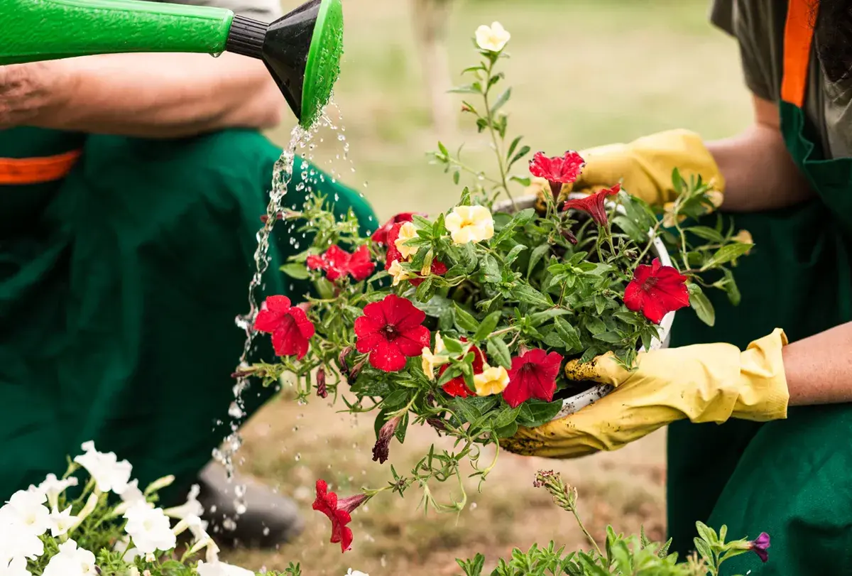 Nawóz z żelatyny do jakich kwiatów - odkryj najlepsze rośliny do nawożenia