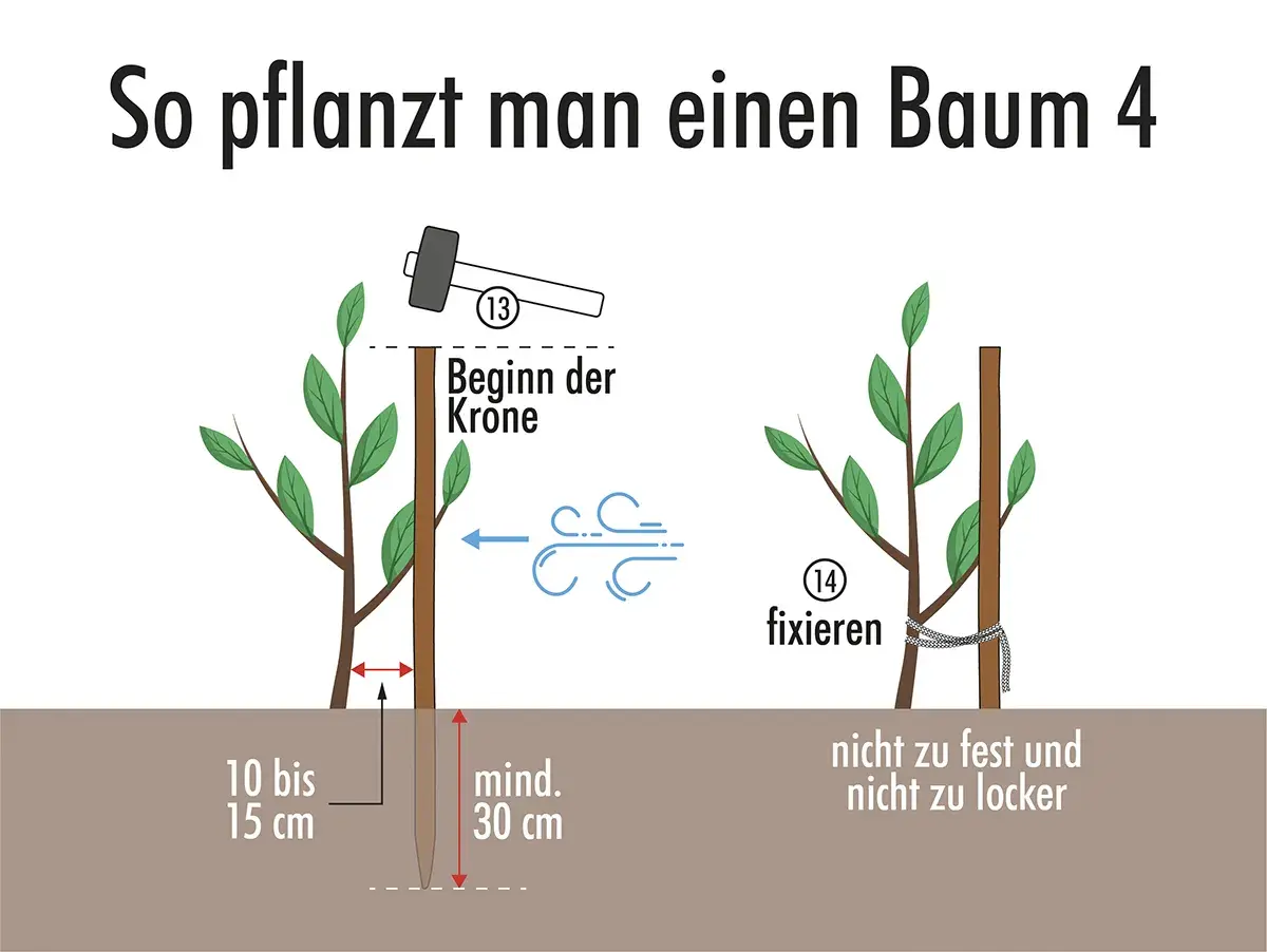 Beim Apfelbaum pflanzen wird der Stamm mit einem Pfahl fixiert. Der Pfahl muss mindestens 30 cm tief in die Erde, der Stamm 10-15 cm über dem Boden.