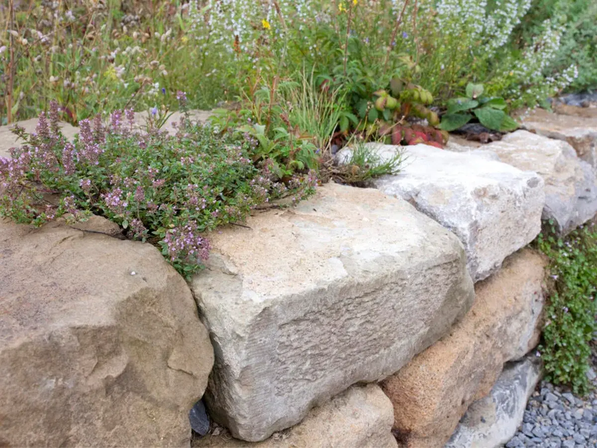 Natürliche Steine bilden eine rustikale gartenmauer. Thymian und andere Pflanzen wachsen zwischen den Felsen.