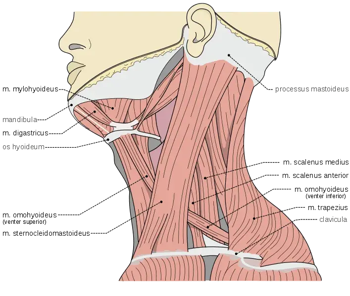 Todo lo que necesitas saber sobre los músculos del cuello y su función