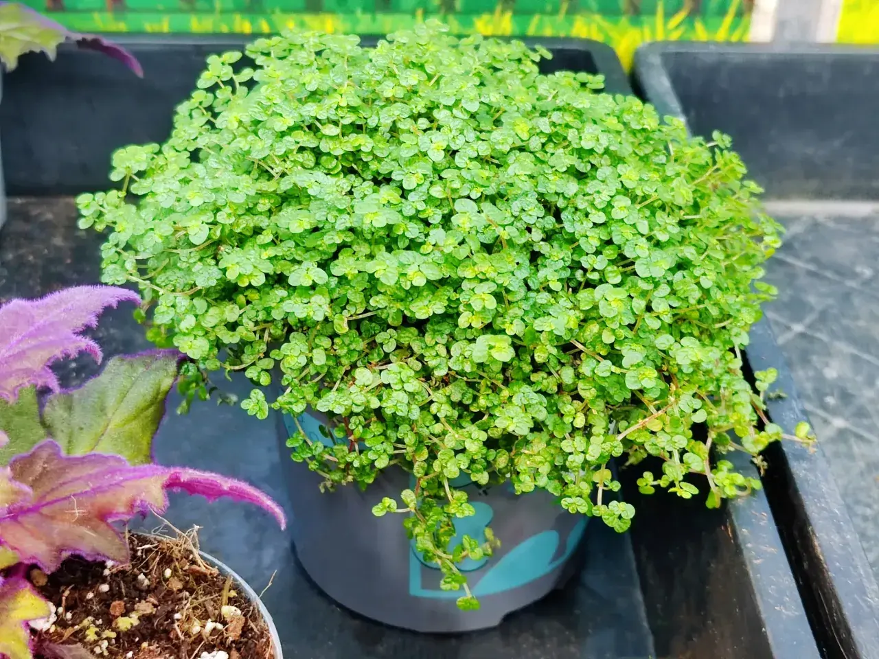 Macizo de plantas de sombra y frío, con pequeñas hojas verdes y tiernas, en una maceta gris.