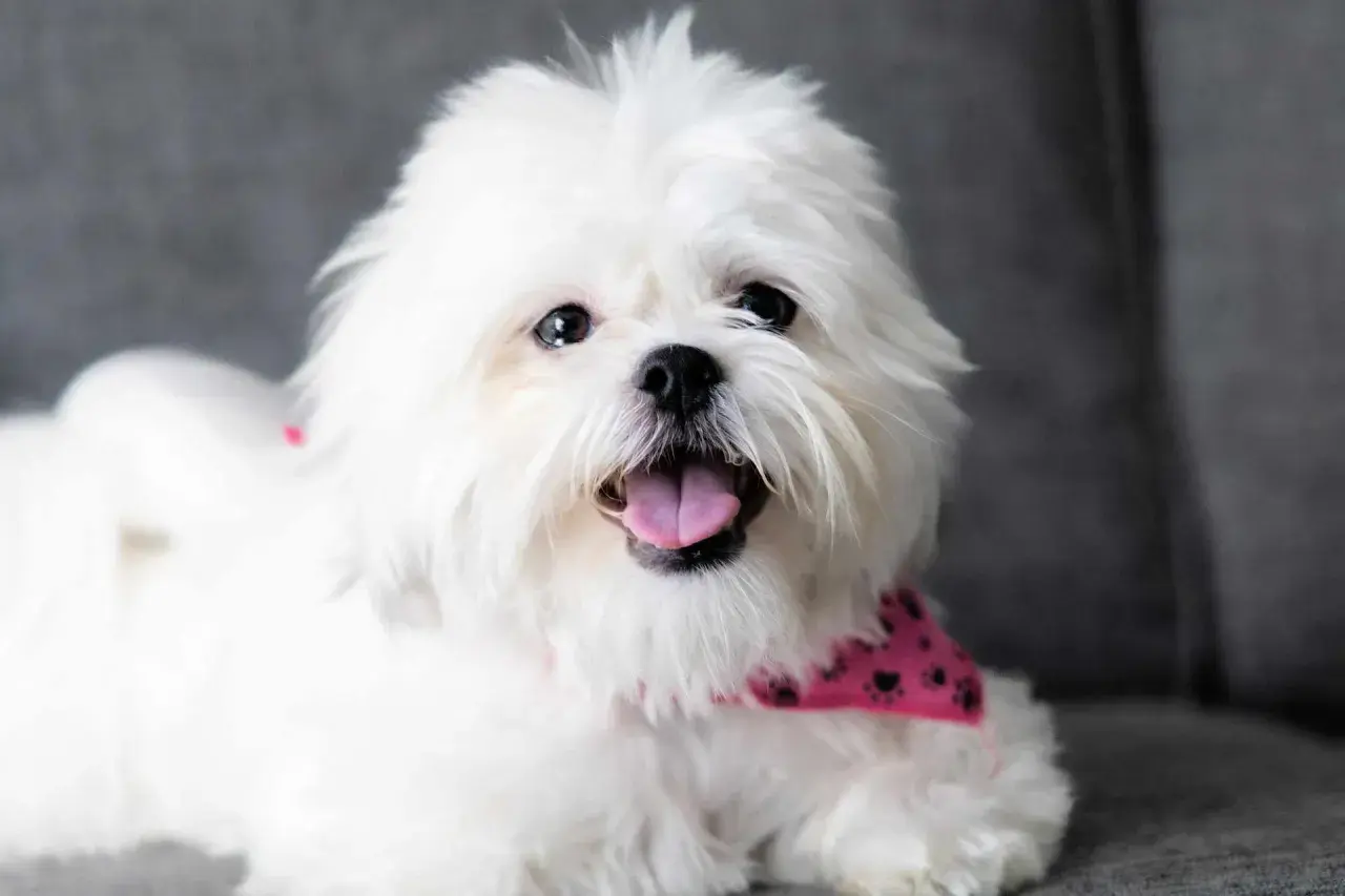 Uśmiechnięty shih tzu w różowej bandanie z łapkami, z językiem na wierzchu, siedzi na szarej kanapie.