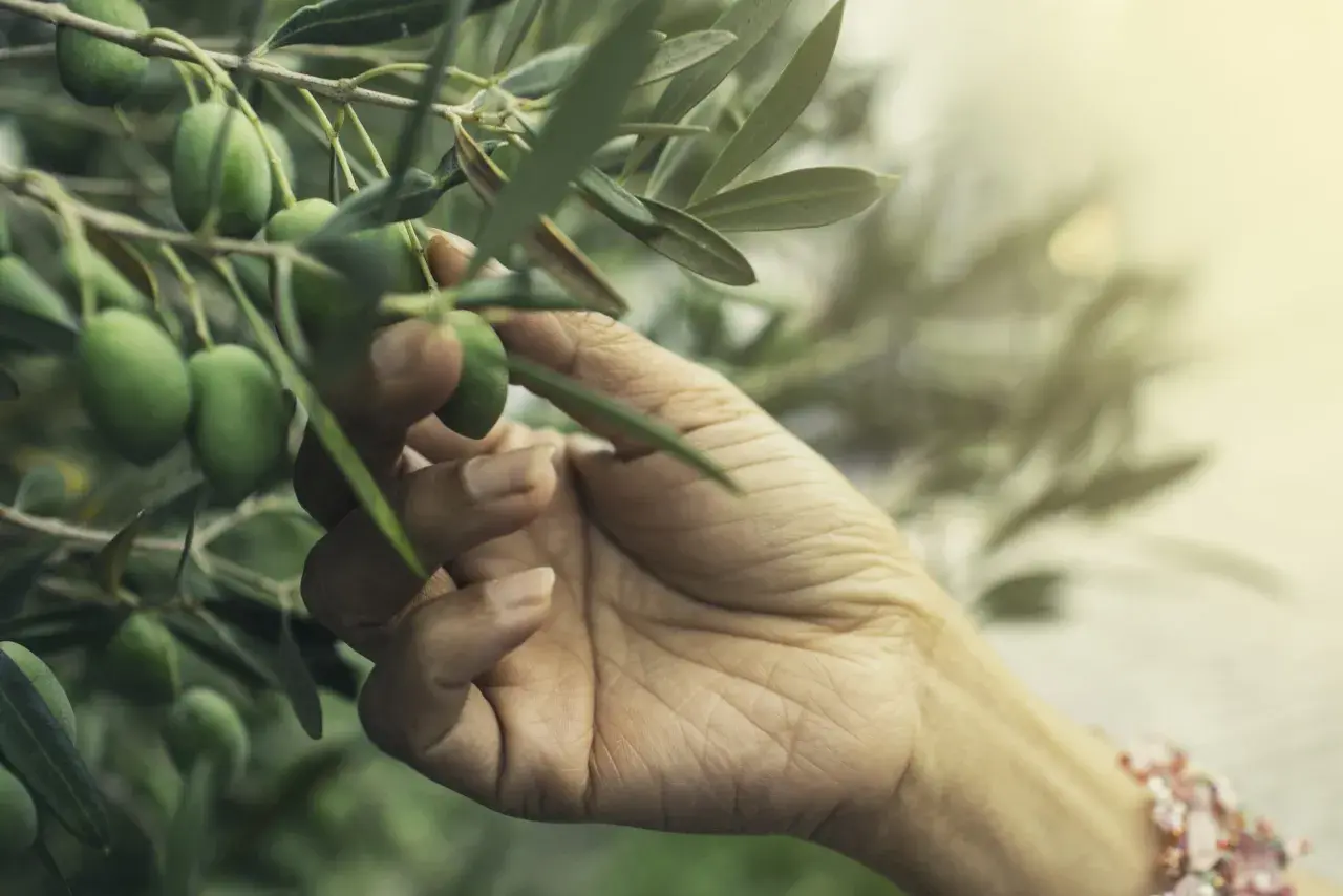 Mano che sfiora olive verdi su un ramo, un gesto delicato che ricorda il momento in cui si concimano gli ulivi per una buona raccolta.
