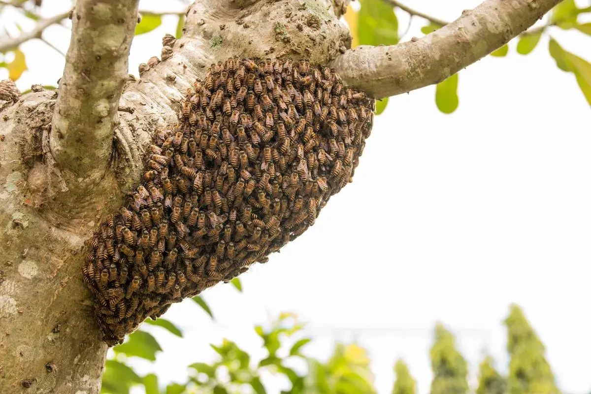 Ogromne wyrojenie pszczół tworzy gęsty rój na gałęzi drzewa, szukając nowego domu.
