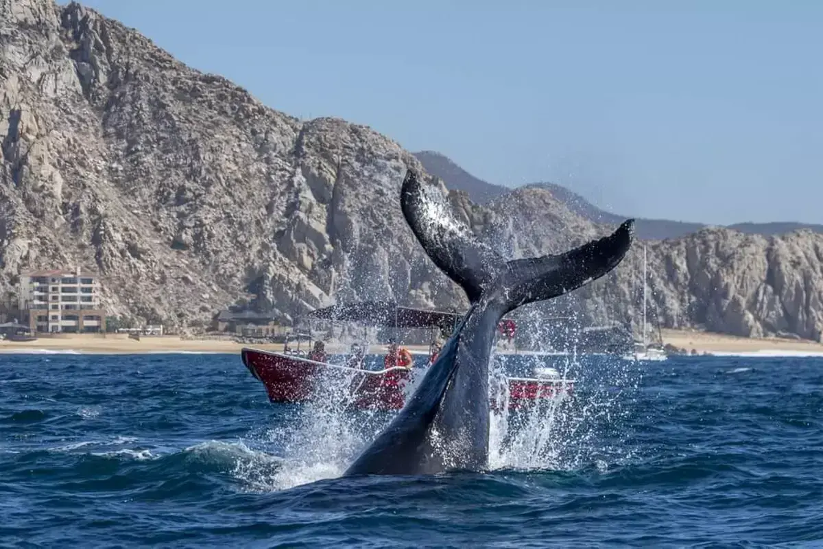 Cola de ballena emerge del agua salpicando, con un barco turístico de fondo. Un emocionante avistamiento de ballenas en un día soleado.