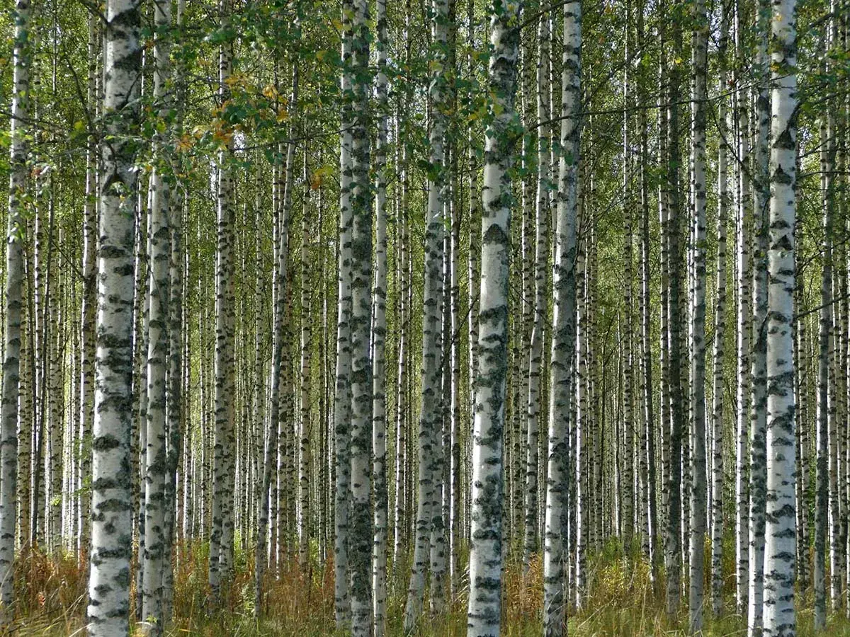 Gęsty las brzozy kolumnowej, z białymi pniakami i zielonymi liśćmi tworzącymi naturalną ścianę.