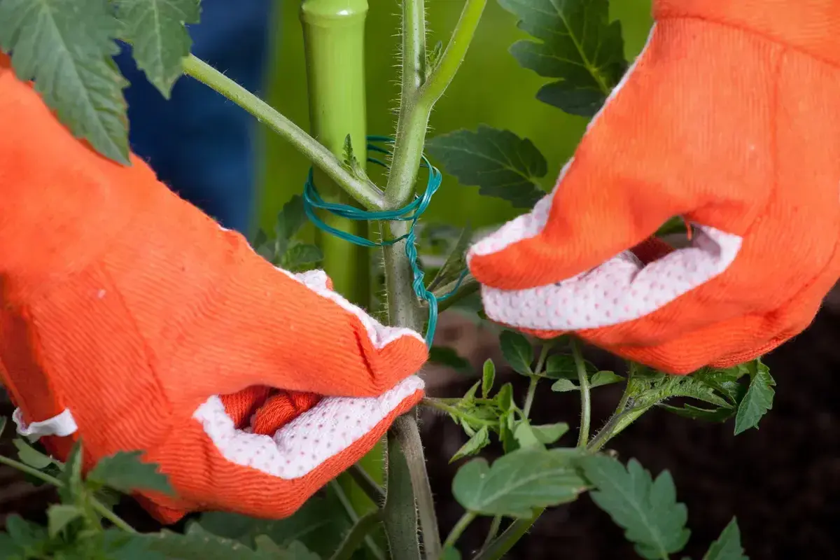 Mains gantées d'orange attachent une tige de tomate à un tuteur vert. Apprenez comment tuteurer les tomates pour une meilleure croissance.