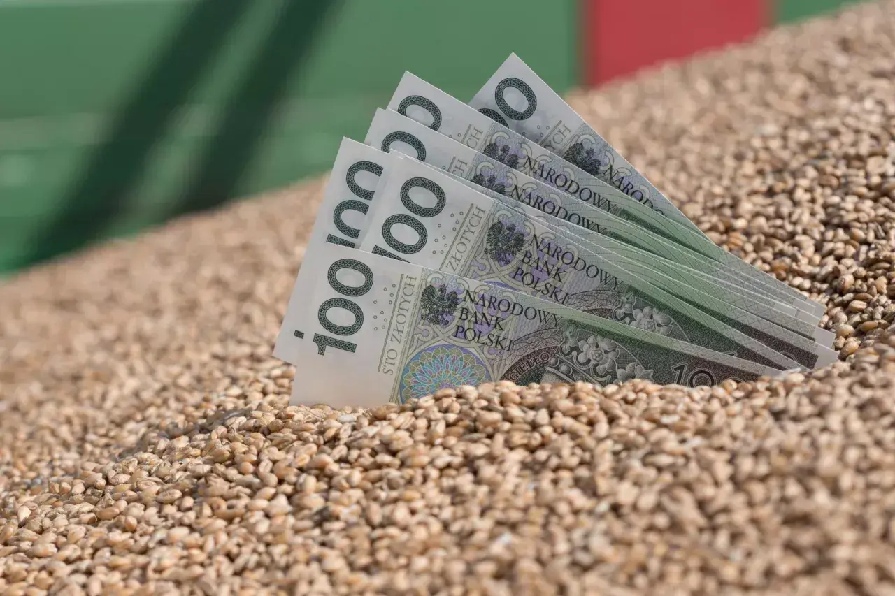 Złote banknoty wpadają do sterty pszenicy paszowej. Dobry urodzaj to dobry zarobek.