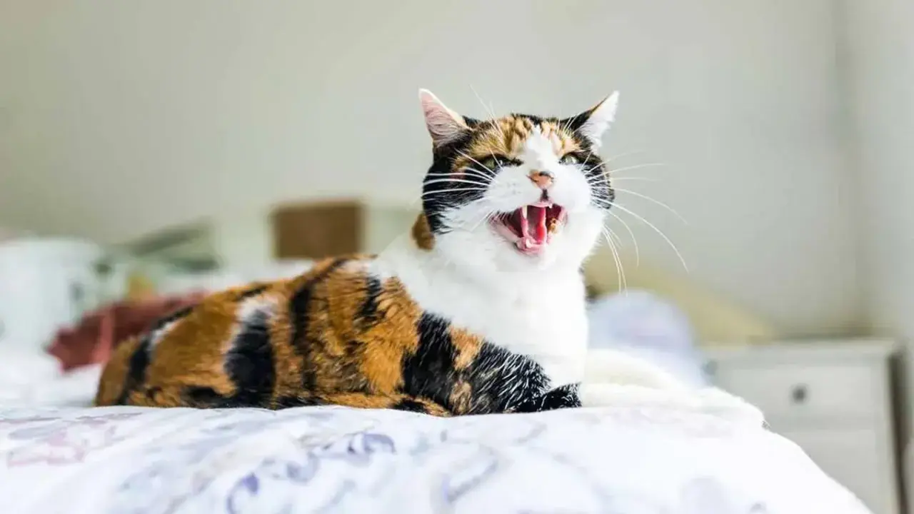 Gato tricolor con pelaje atigrado y blanco, con la boca abierta y dientes visibles, parece que mi gato bufa al nuevo gatito.