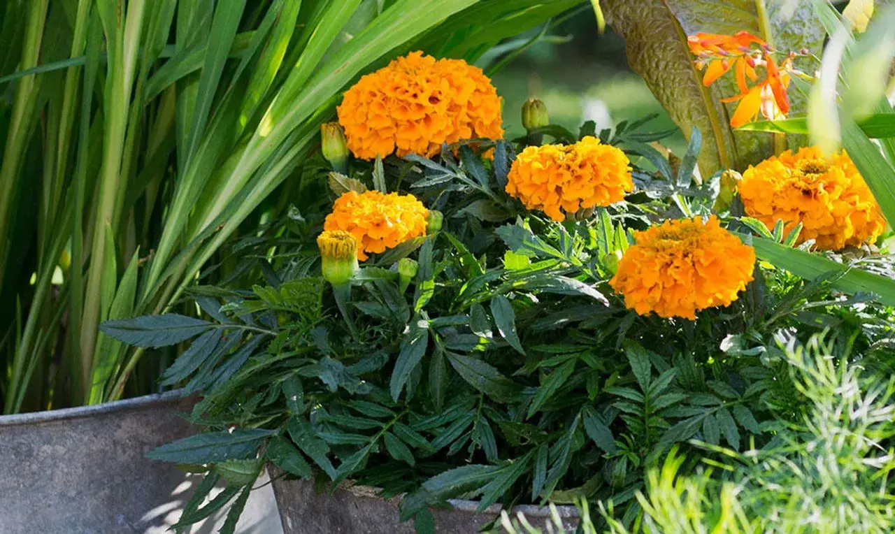 En kruka fylld med fluffiga, orange så tagetes blommor. Gröna blad och gräs omger de soliga blommorna.